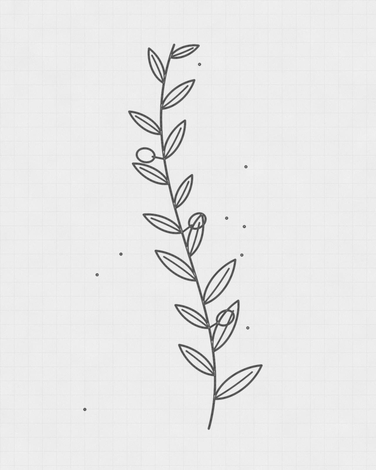 Desenho original de Ramo de oliveira sobre papel quadriculado
